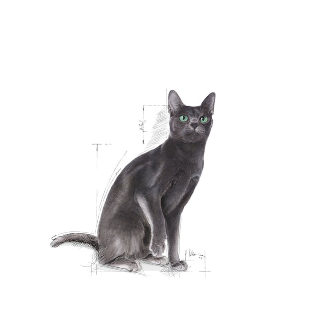 ROYAL CANIN | Alimento seco para gatos adultos Sterilized37