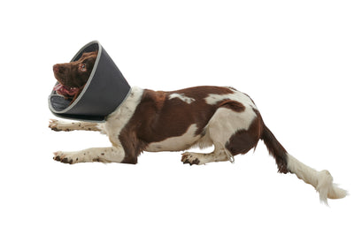 KRUUSE | Collar isabelino BUSTER foam - principal packshot