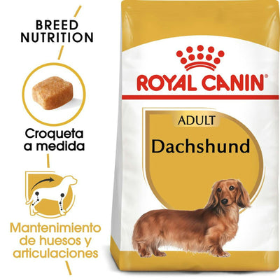 Dachshund adult