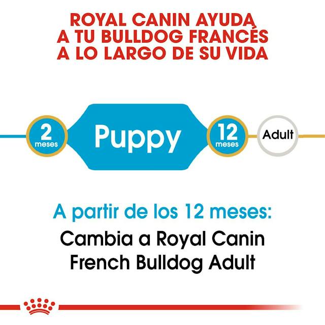 ROYAL CANIN | Alimento seco para perros cachorros Bulldog francés