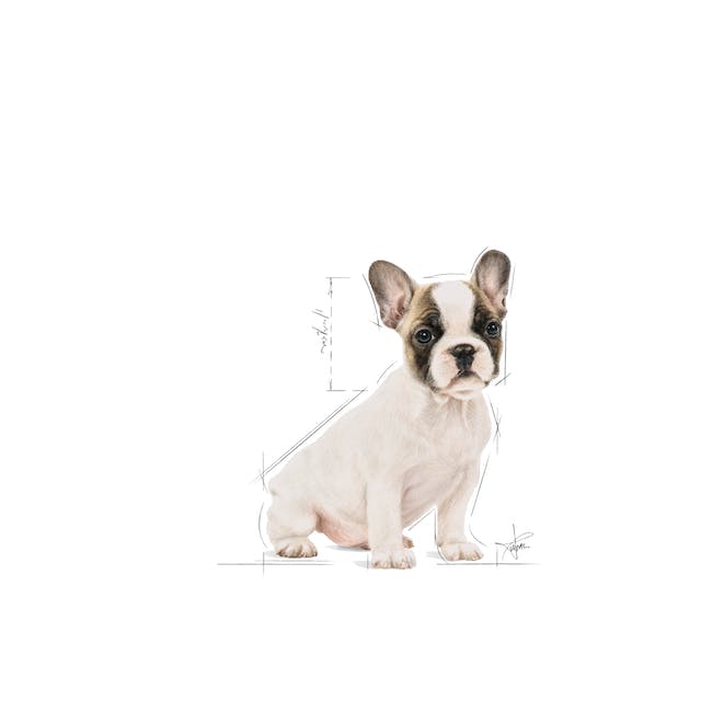 ROYAL CANIN | Alimento seco para perros cachorros Bulldog francés