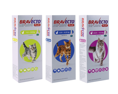 Bravecto Plus para gatos — tres presentaciones oficiales por peso