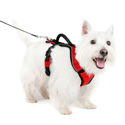 PetSafe EasySport arnés acolchado rojo · talla S puesto en un perro