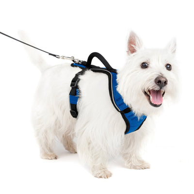 PetSafe EasySport arnés acolchado azul · talla S puesto en un perro