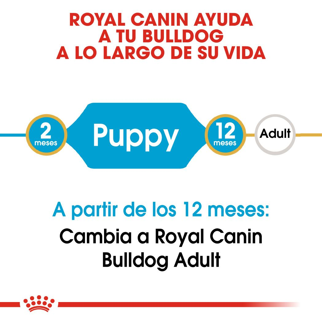 ROYAL CANIN | Alimento seco para perros cachorro Bulldog inglés — imagen oficial 4