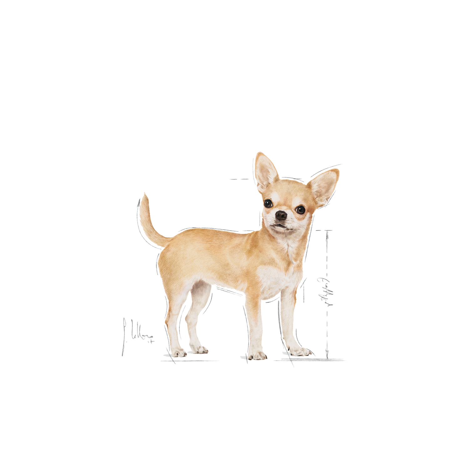 ROYAL CANIN | Alimento seco para perros adultos Chihuahua