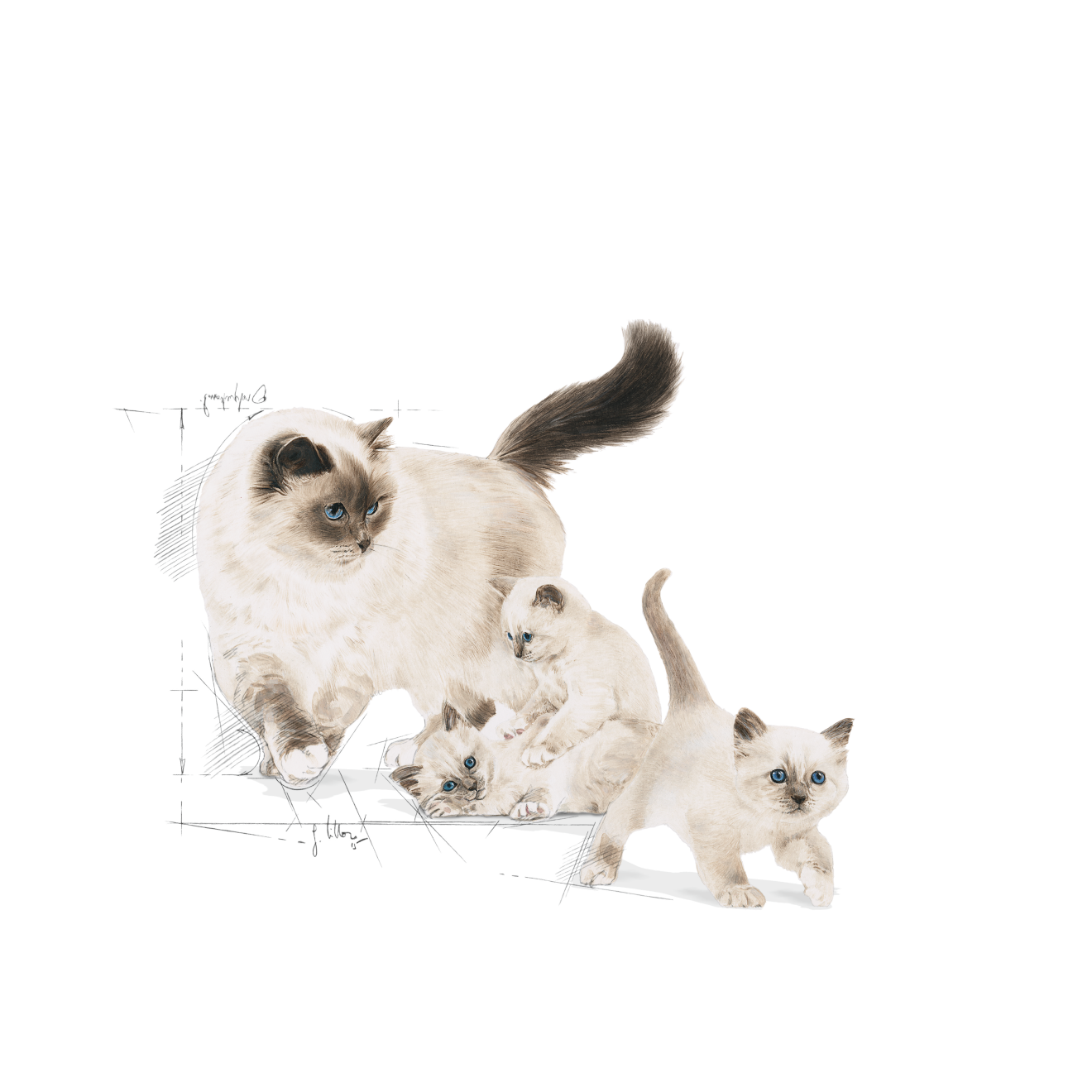 ROYAL CANIN | Alimento seco para gatas madres y crías Mother & Babycat