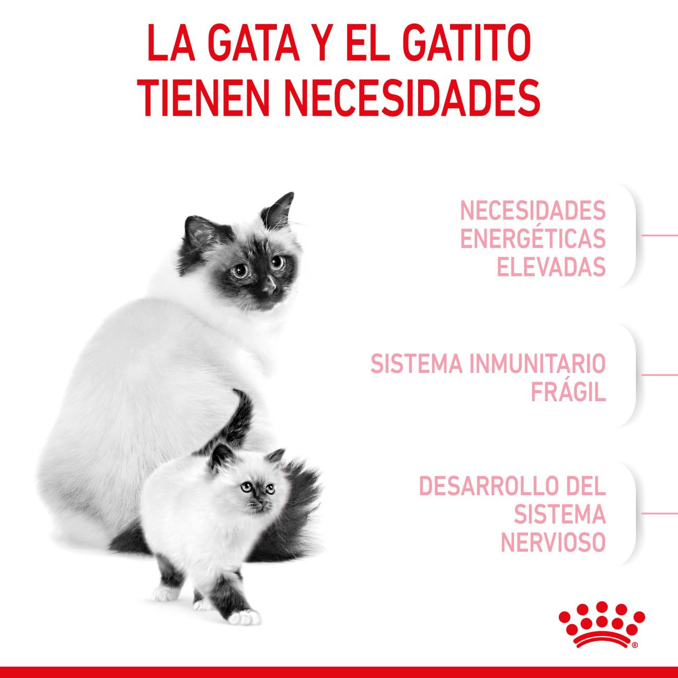 ROYAL CANIN | Alimento seco para gatas madres y crías Mother & Babycat