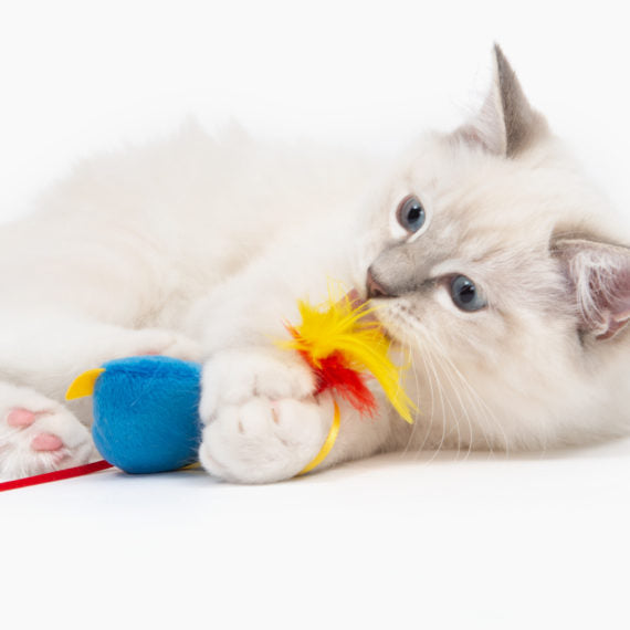 Catit | Juguete Loro con Catnip