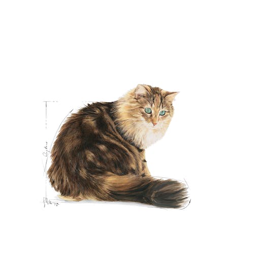 ROYAL CANIN | Alimento húmedo para gatos sénior en salsa (Pack de 12 bolsitas de 85g) (DESCONTINUADO)