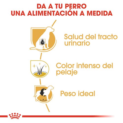 ROYAL CANIN | Alimento seco para perros adultos Schnauzer