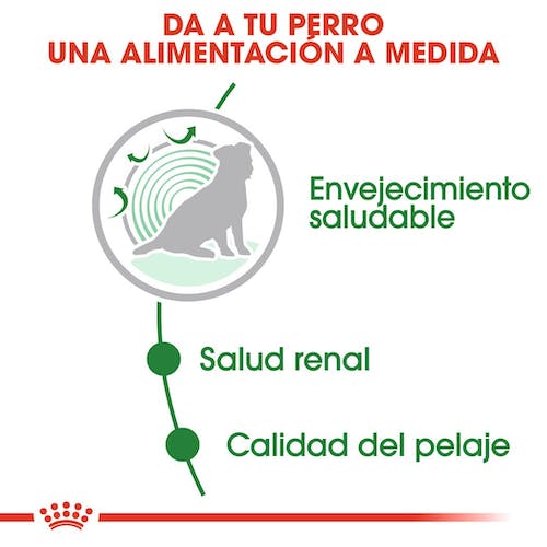 ROYAL CANIN | Alimento húmedo para perros sénior de razas pequeñas (Pack de 10 bolsitas de 140g)