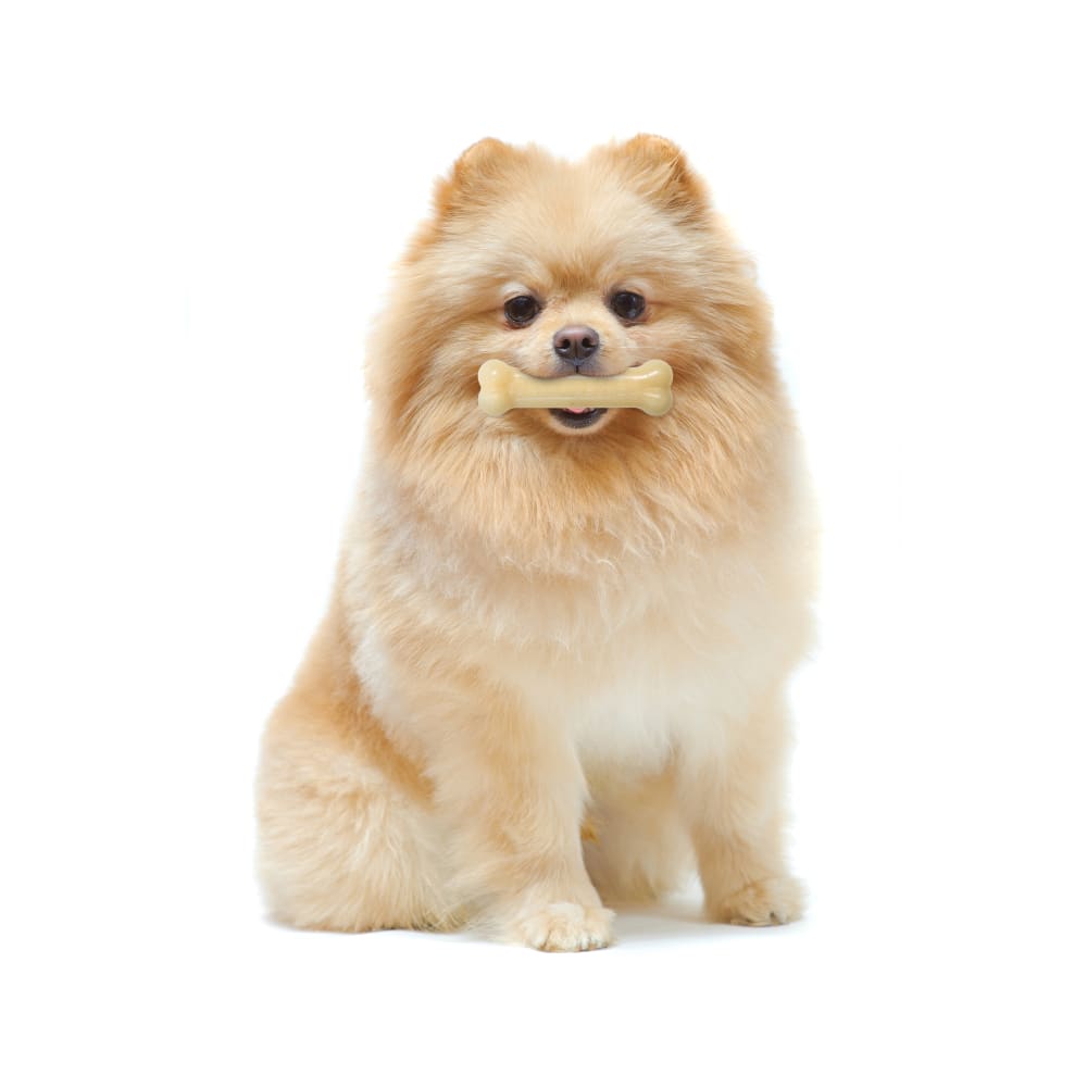 Nylabone Power Chew Bone Original — en uso