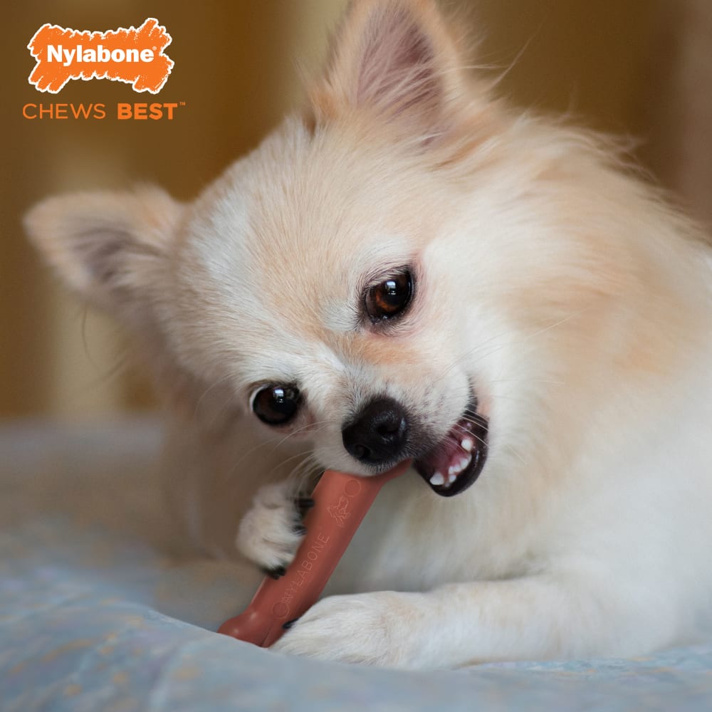Nylabone Power Chew Bone Bacon — en uso