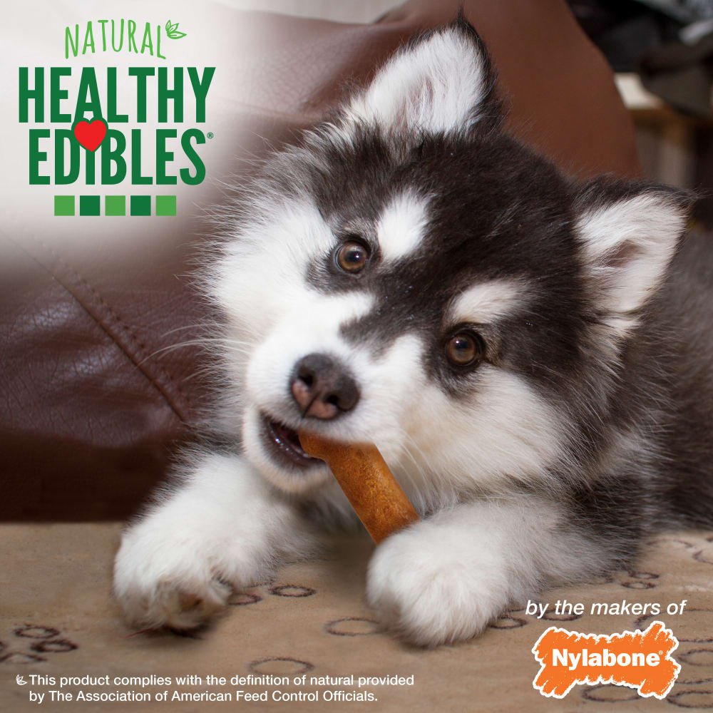 Nylabone Healthy Edibles Puppy Turkey & Sweet Potato — en uso