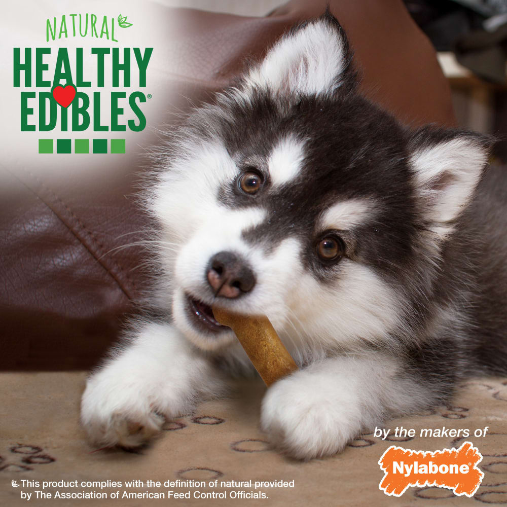 Nylabone Healthy Edibles Puppy Lamb & Apple — en uso