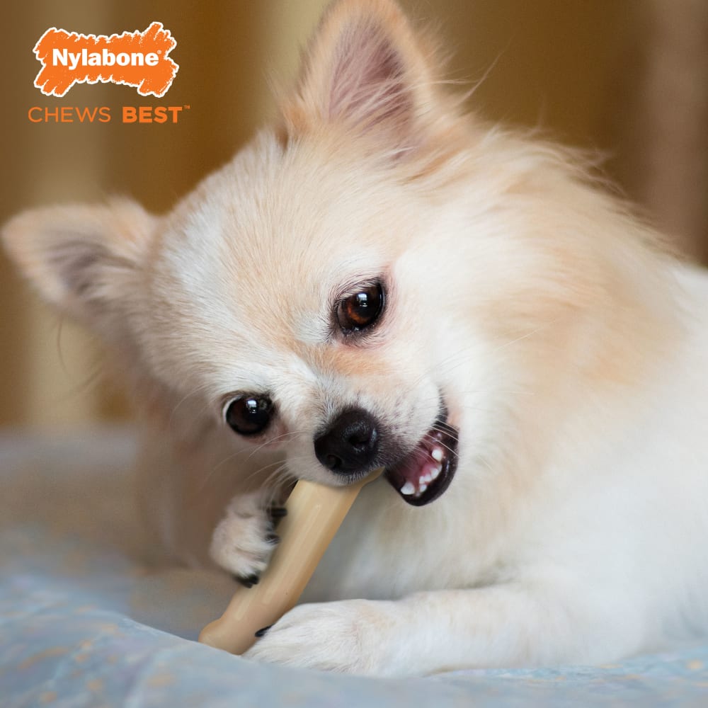 Nylabone Daily Dental Durable Chew Twin Pack — en uso