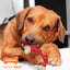 Nylabone Power Chew Double Bone Bacon — en uso