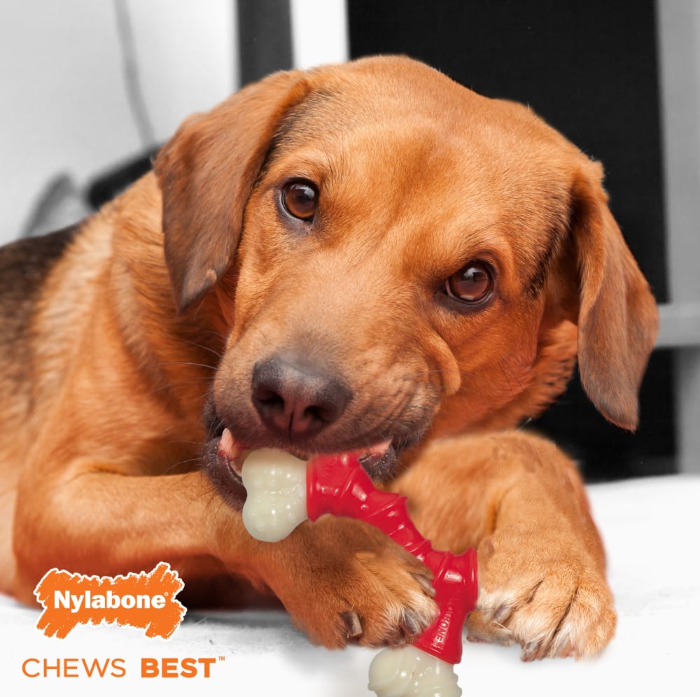 Nylabone Power Chew Double Bone Bacon — en uso