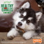 Nylabone Healthy Edibles Puppy Wild Turkey — en uso