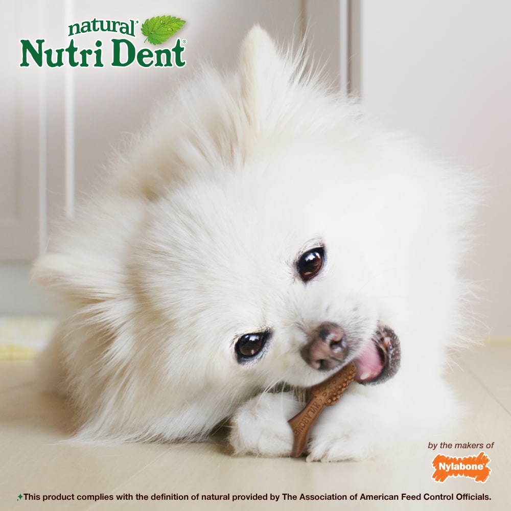Nylabone Nutri Dent Filet Mignon — en uso