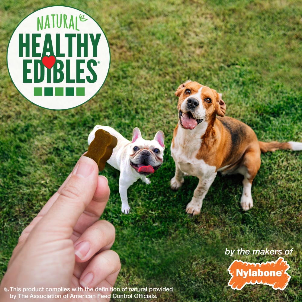 Nylabone Healthy Edibles Chewy Bites Bacon — en uso