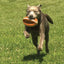 Nylabone Nyla Play Gripz Football — en acción