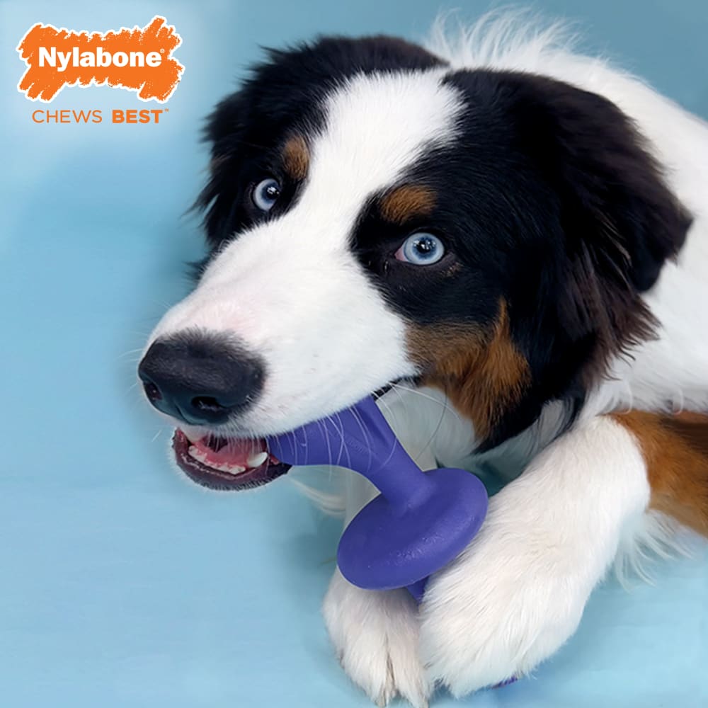 Nylabone Power Chew Rolley Bacon — en uso