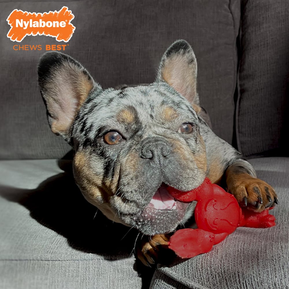 Nylabone Power Chew Lobster — en uso