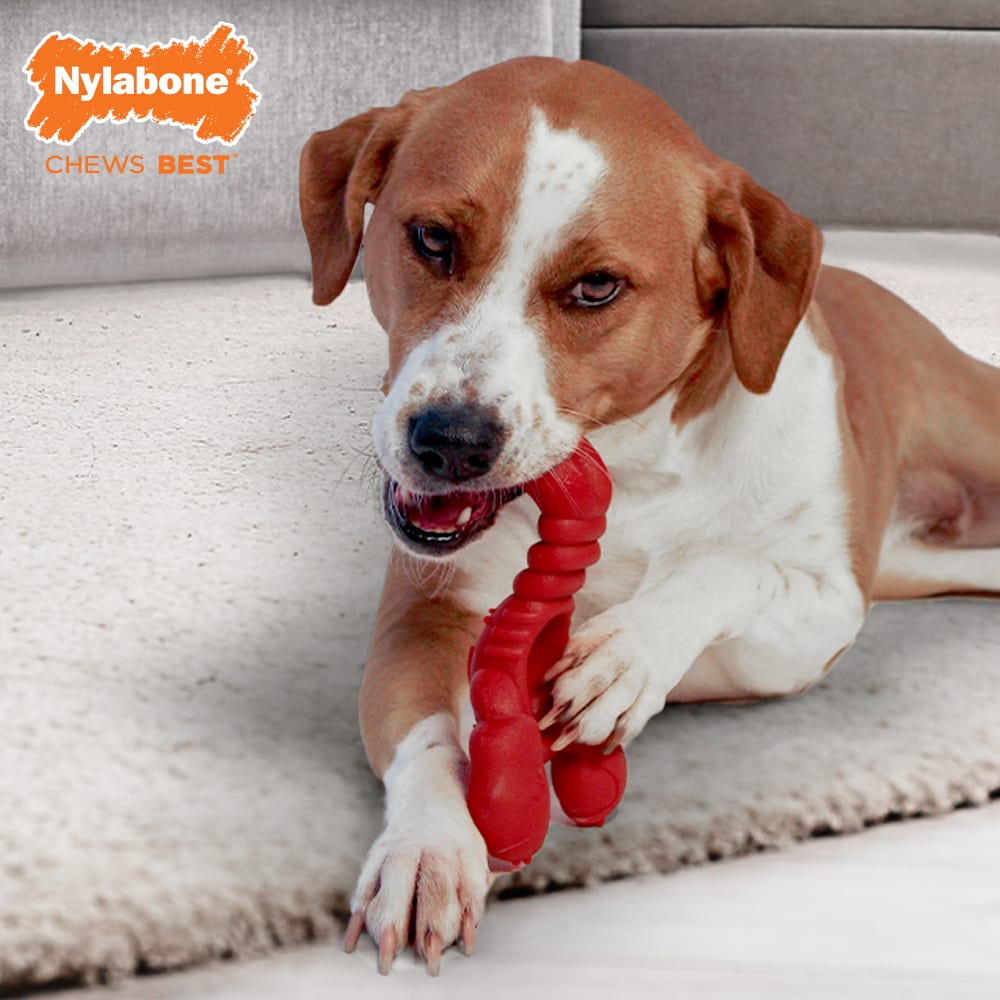 Nylabone Power Chew Lobster Souper — en uso