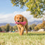 KONG Wubba Puppy — cachorro jugando