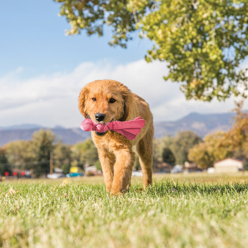 KONG Wubba Puppy — cachorro jugando