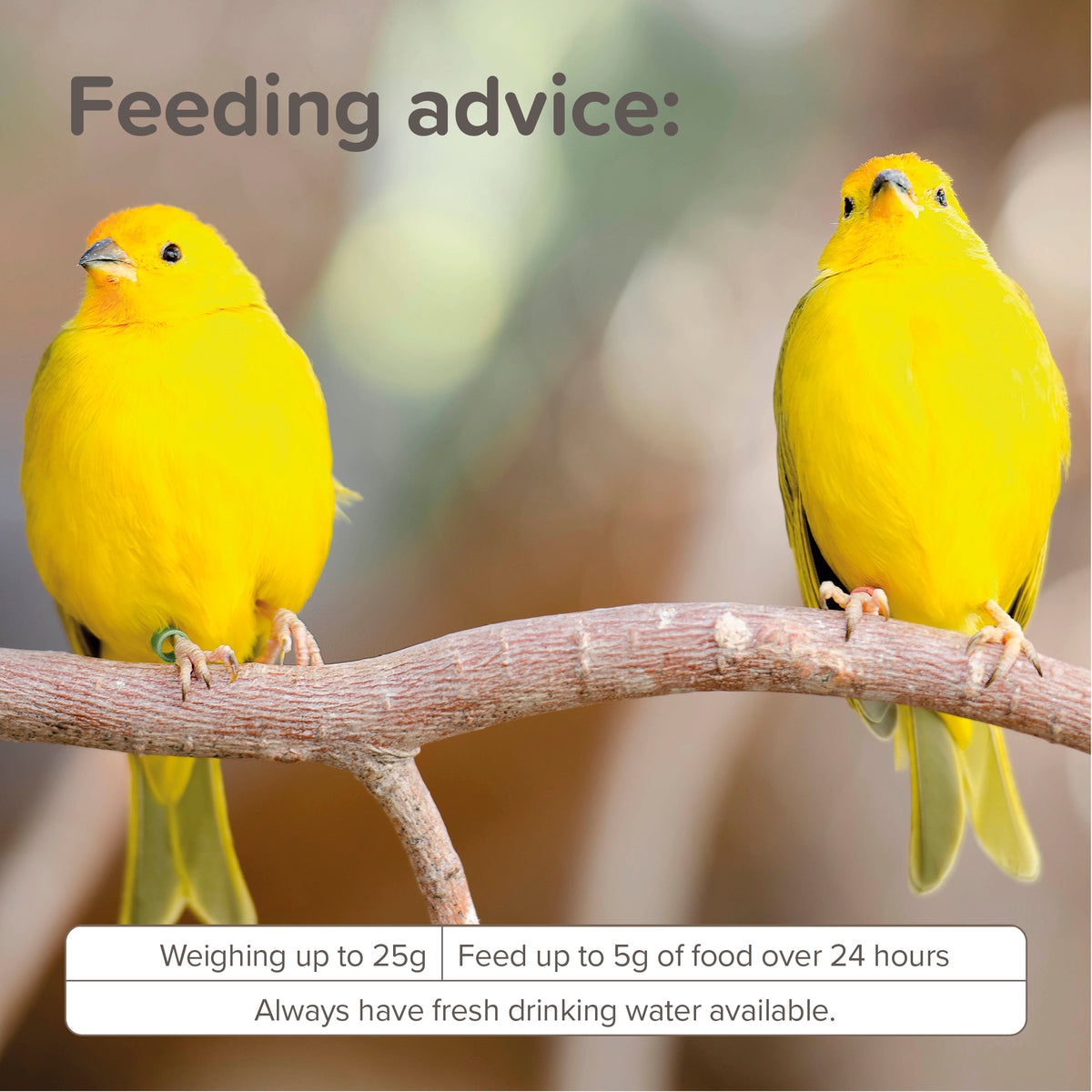 Beaphar XtraVital Canary — imagen 8