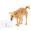 Viva™ Pet Fountain