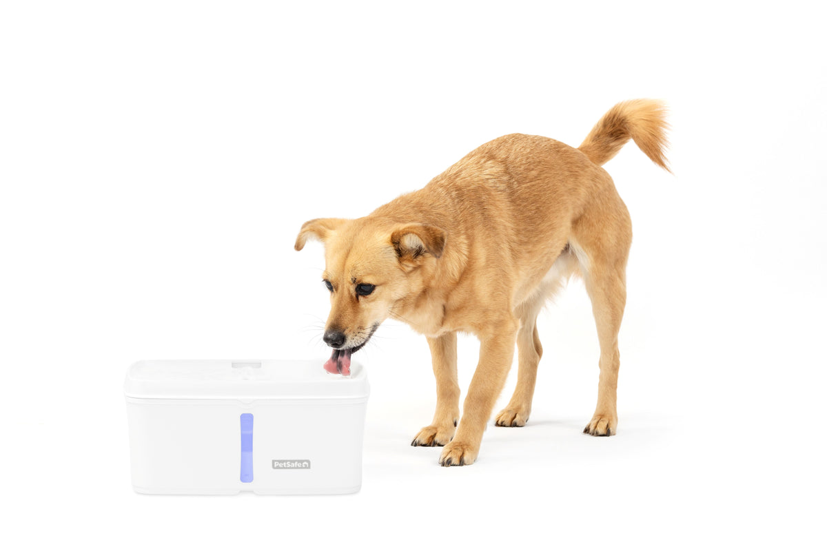 Viva™ Pet Fountain