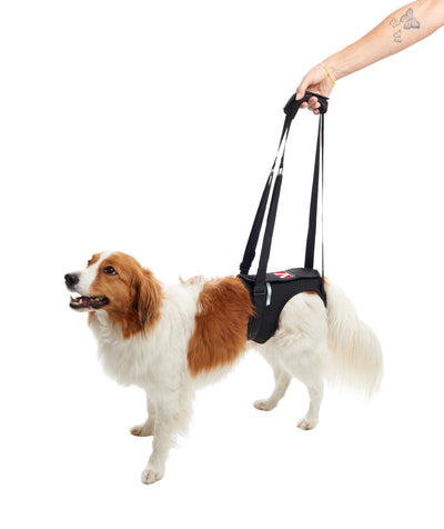 KRUUSE | Arnés de elevación para patas traseras - principal packshot