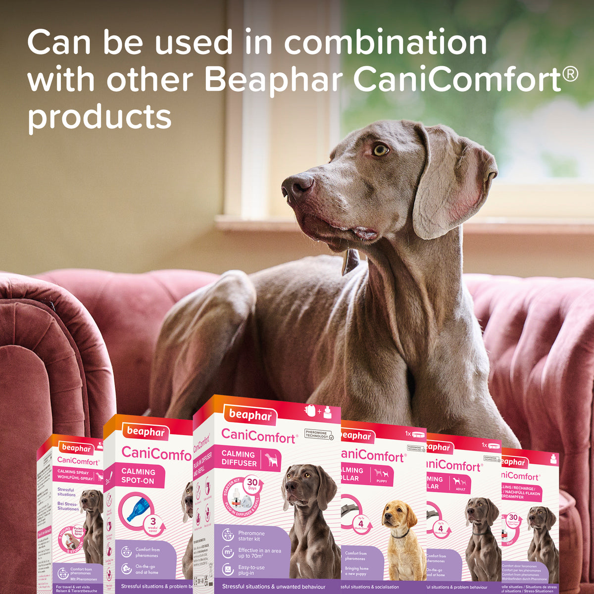 Beaphar CaniComfort Spray — imagen 10