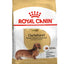 Dachshund adult