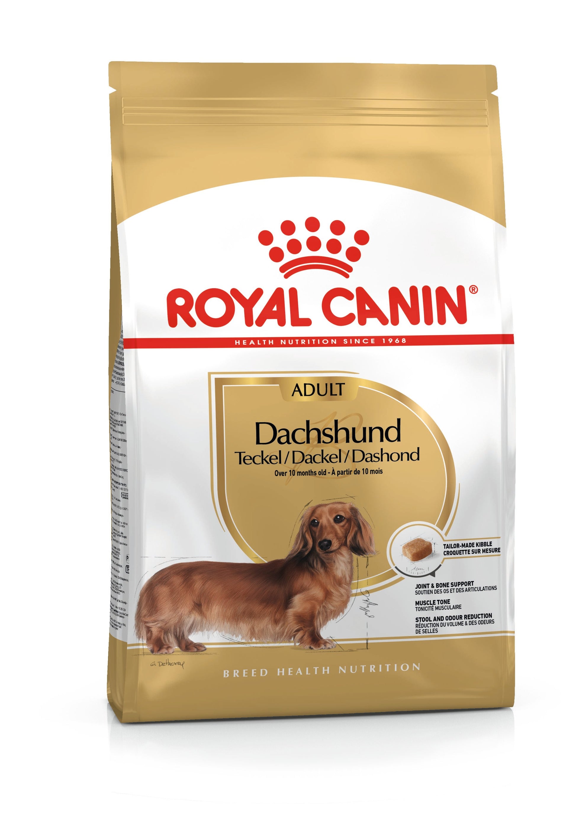 Dachshund adult