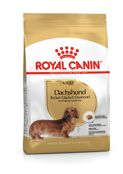Dachshund adult