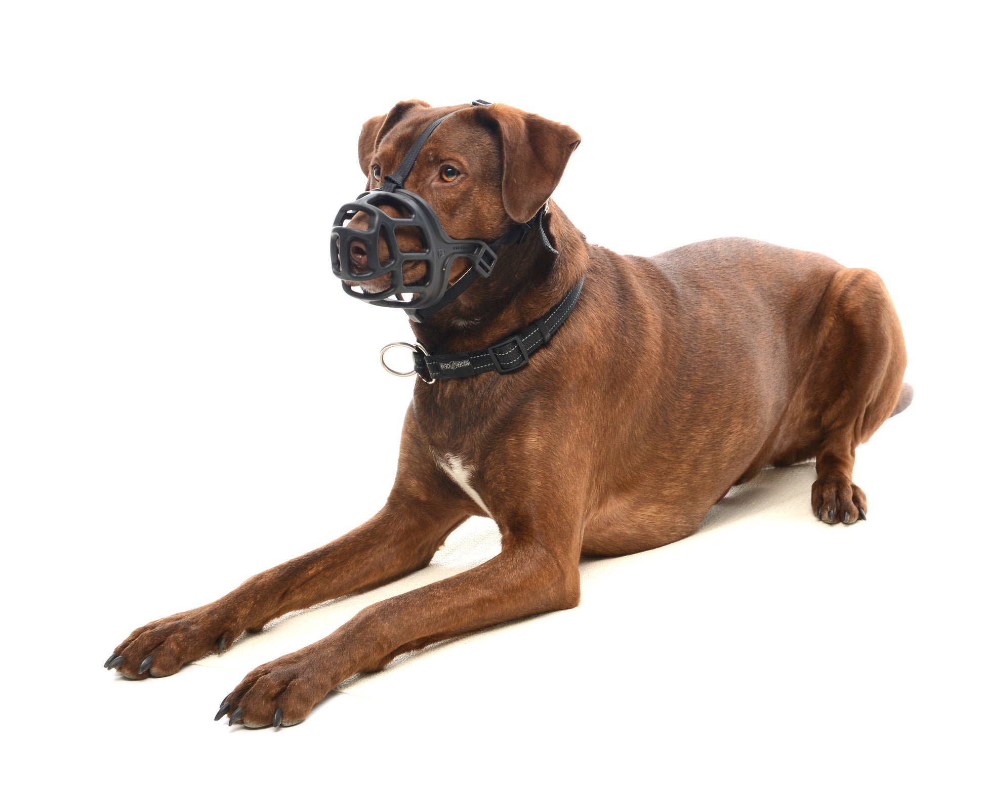 KRUUSE | Bozal extreme de caucho para perro - secondary detail or packaging