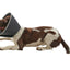 KRUUSE | Collar isabelino BUSTER foam - principal packshot