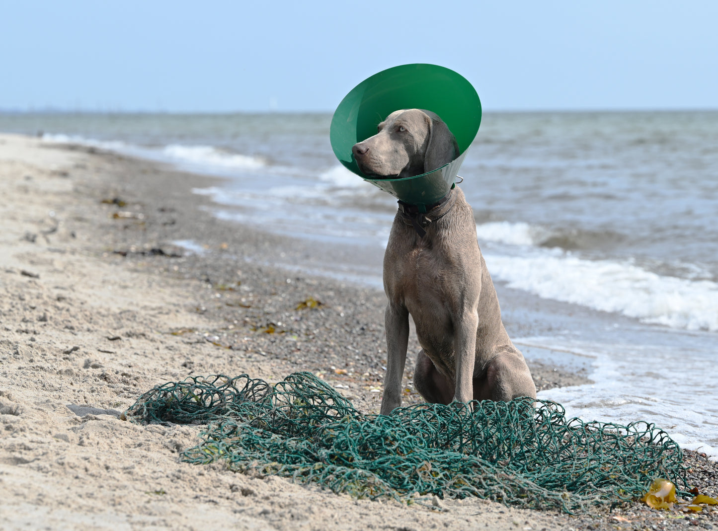 KRUUSE | Collar isabelino BUSTER Green Ocean - secondary packshot or packaging