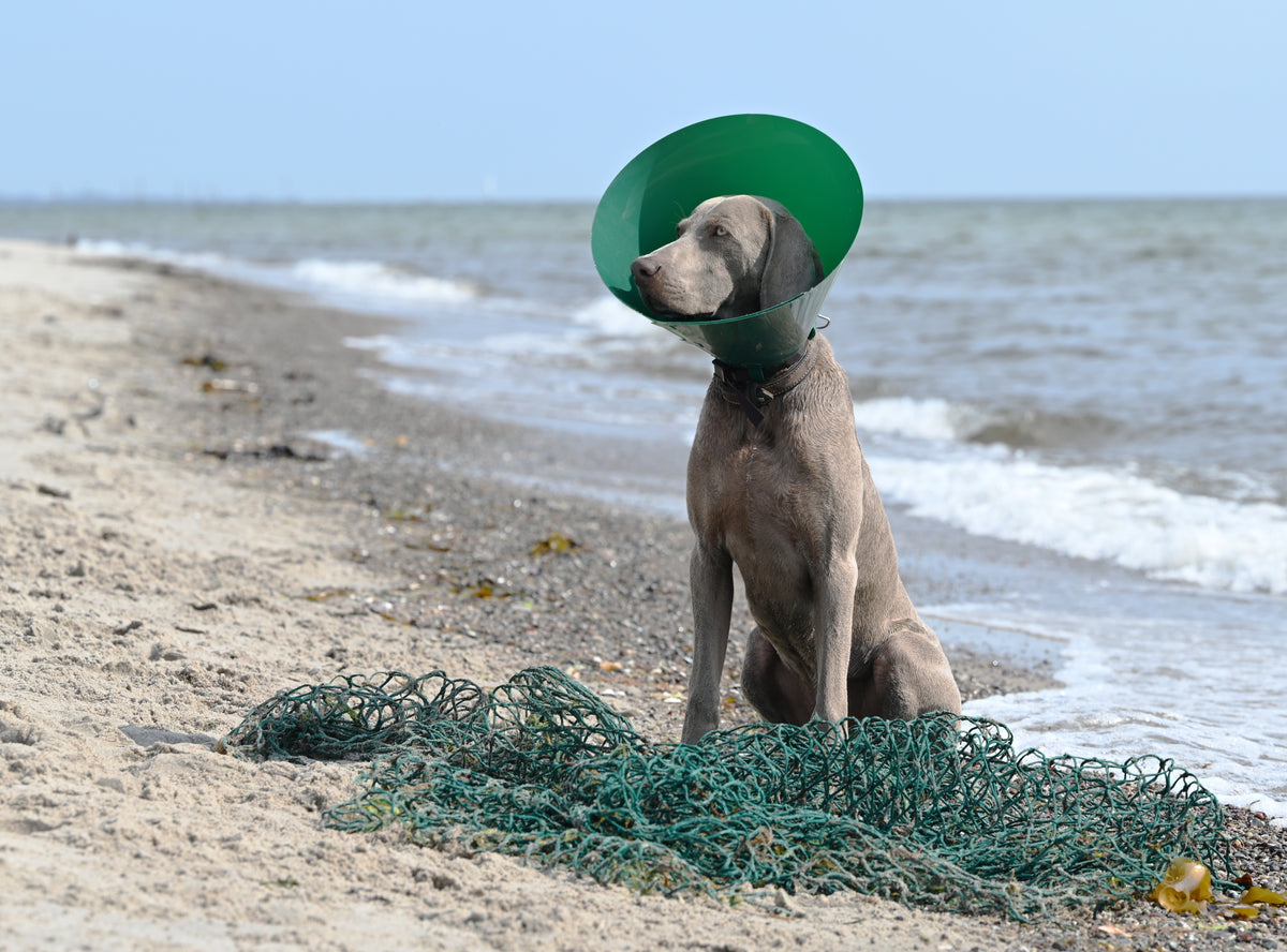 KRUUSE | Collar isabelino BUSTER Green Ocean - secondary packshot or packaging