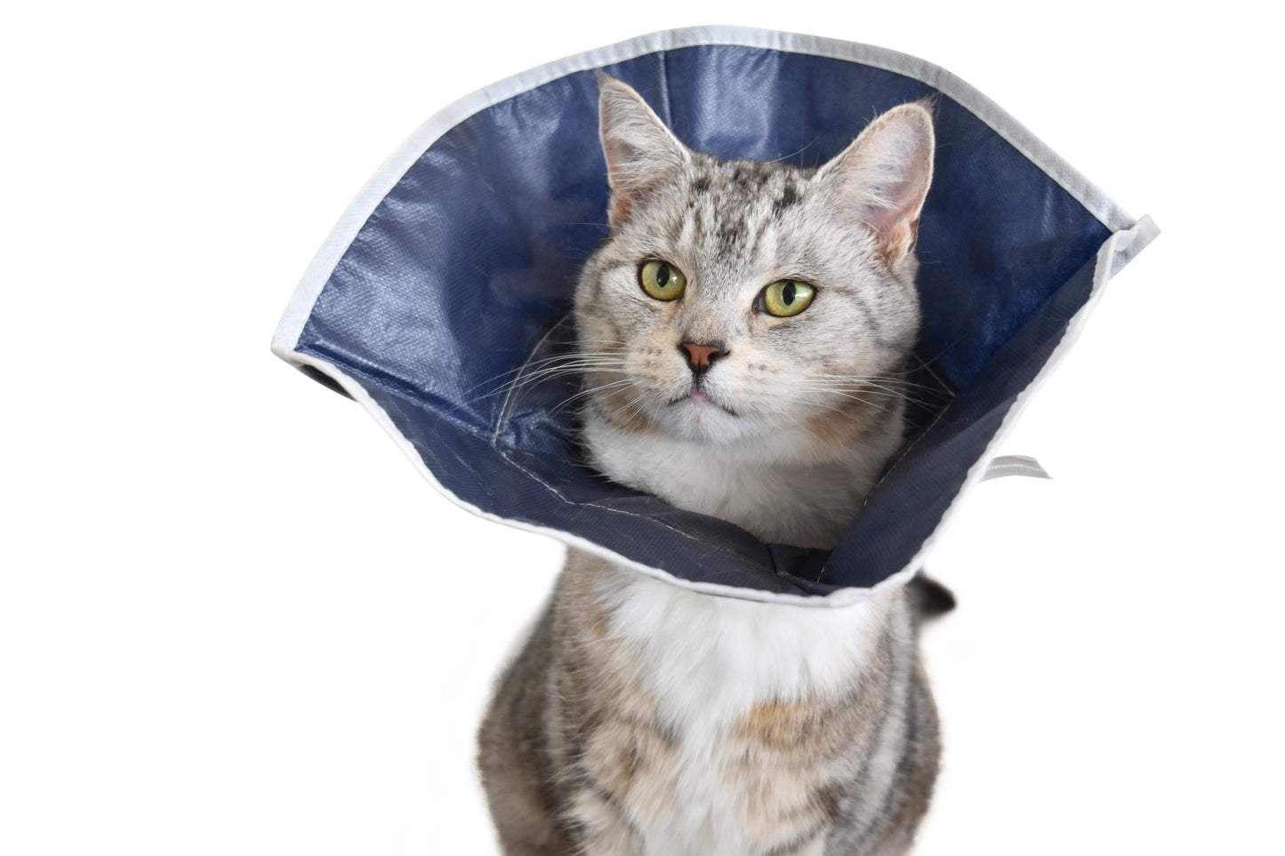 KRUUSE | Collar BUSTER suave para gatos - principal packshot