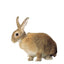 KRUUSE | Collar BUSTER para conejo - secondary packshot or packaging