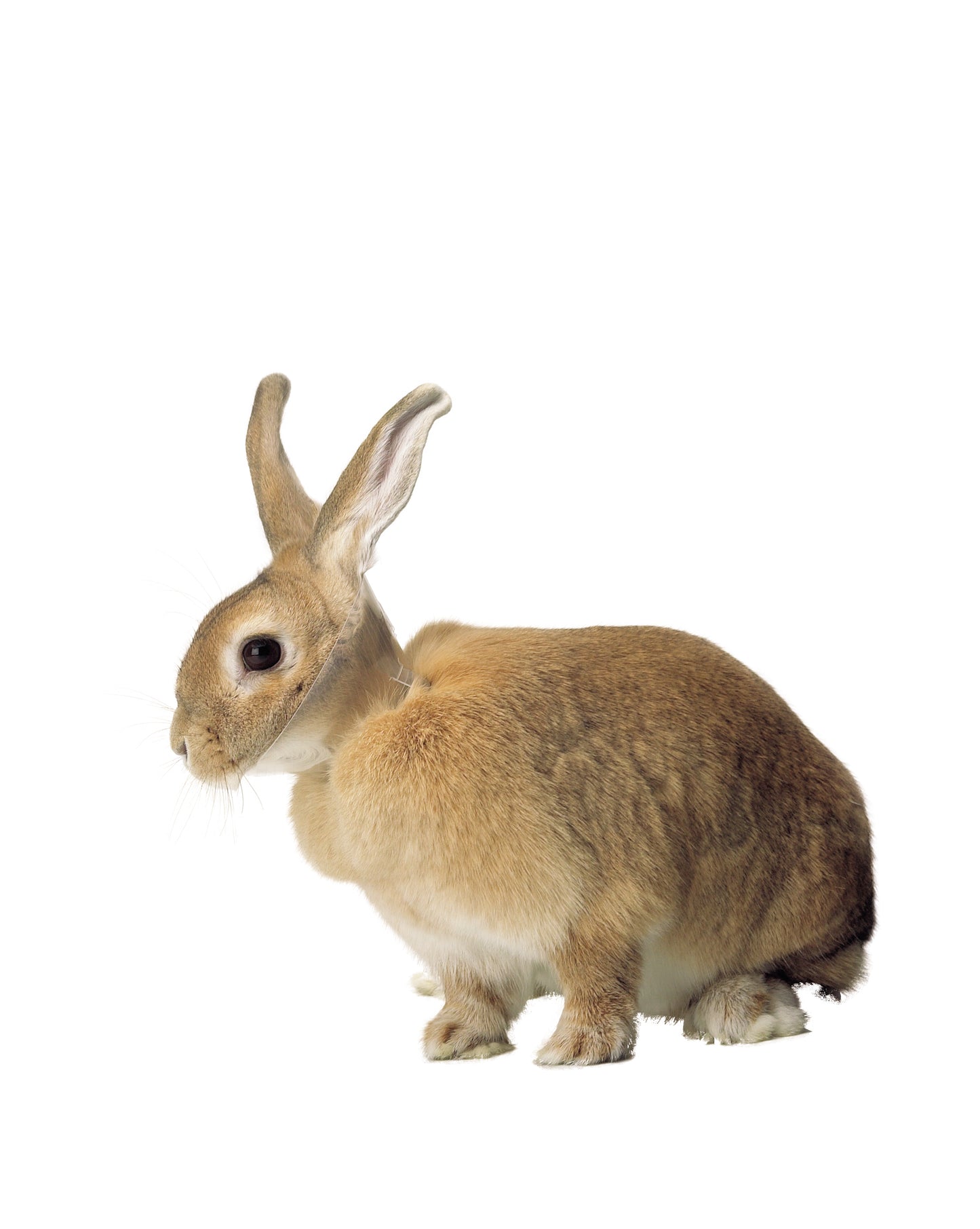 KRUUSE | Collar BUSTER para conejo - secondary packshot or packaging