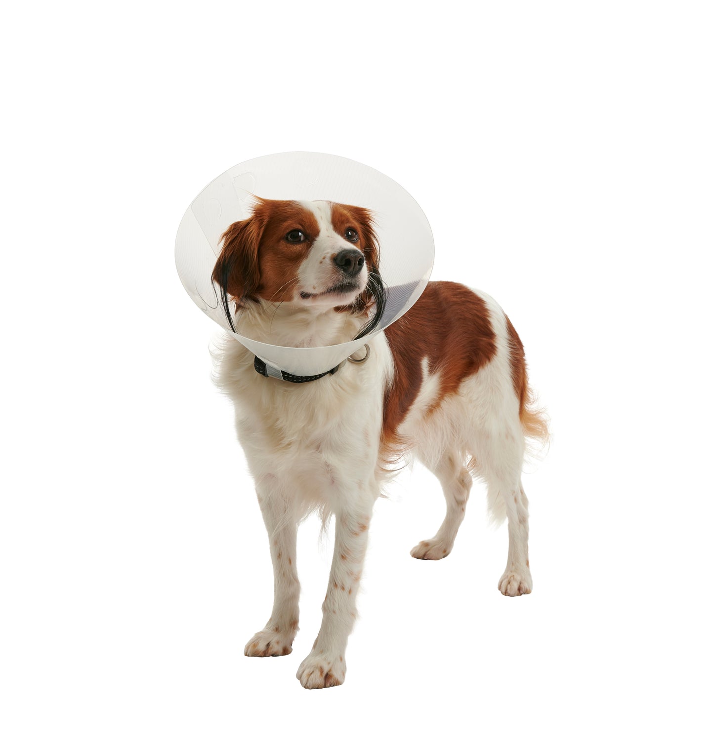 KRUUSE | Collar isabelino BUSTER clic - principal packshot
