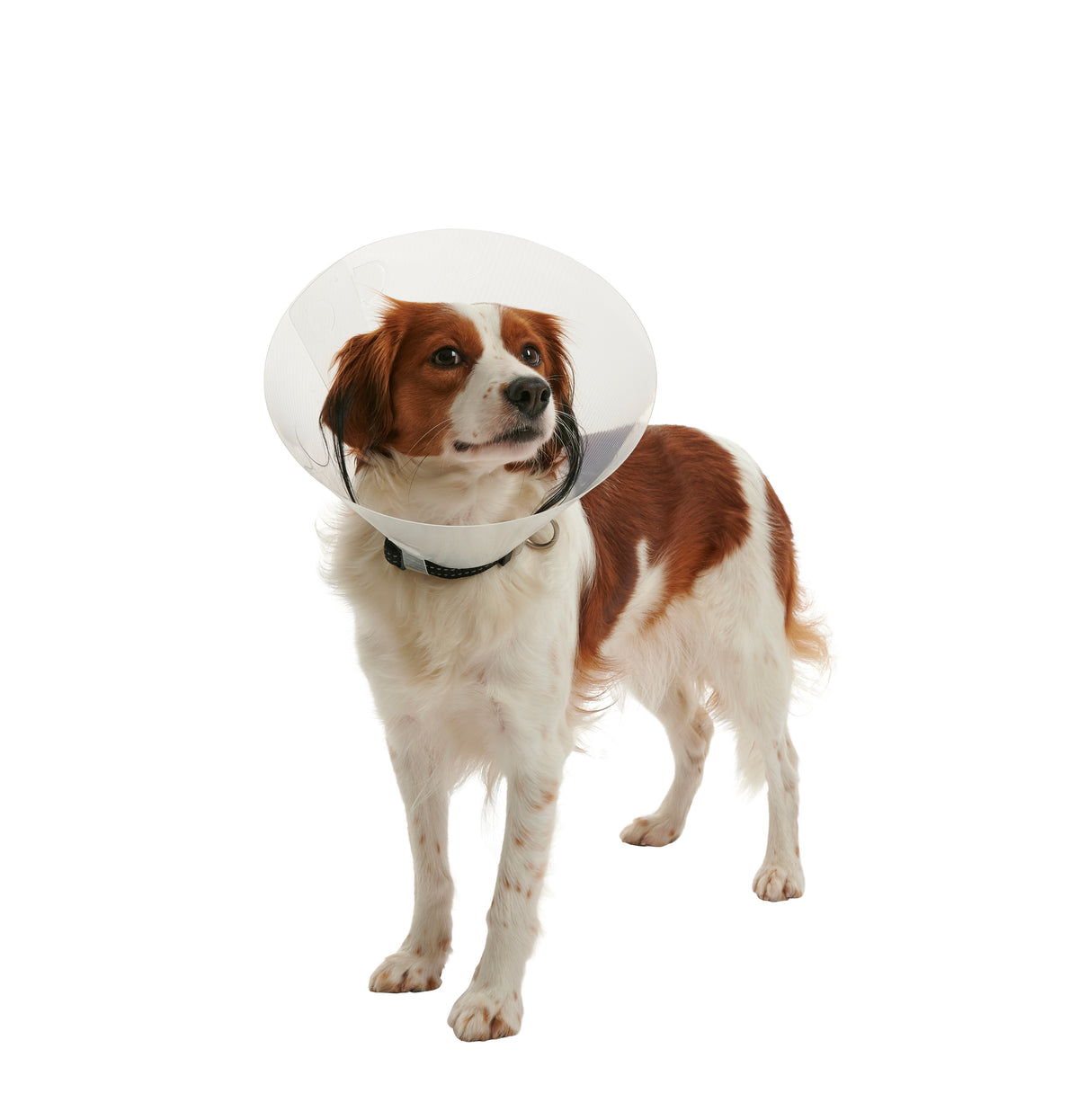 KRUUSE | Collar isabelino BUSTER clic - principal packshot