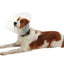 KRUUSE | Collar isabelino BUSTER clic - secondary packshot or packaging